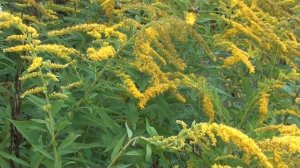 Золотарник, взяток и аномальное расположение клуба в зиму.