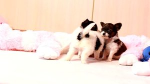 Папийоны 1 месяц