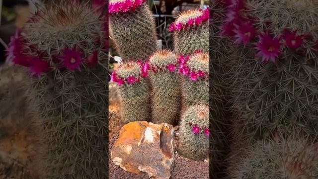 ??? So many pink blooms!  Mammillaria magnifica