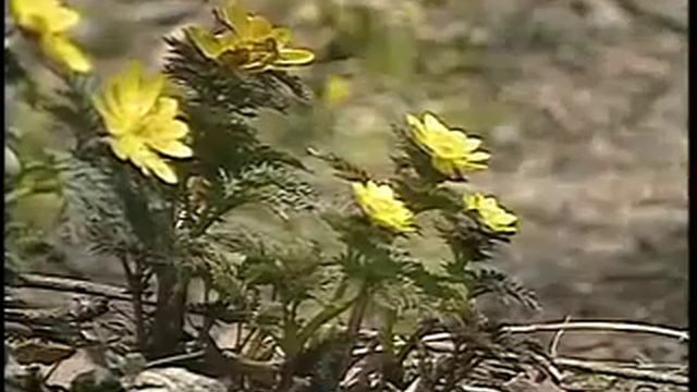 Wild Plants of Kochi смотреть онлайн