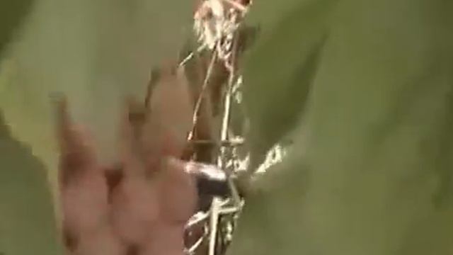 Виноград Розмус смотреть онлайн