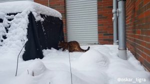 Бенгал на прогулке зимой