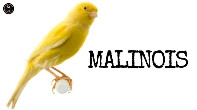 chant canari malinois;canto canario malinois;تغريد كناري مالينوا смотреть онлайн
