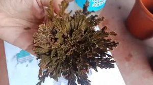 Dinosaur plant,Magic Resurrection Plant, Rose of Jericho, Selaginella Lepidophylla