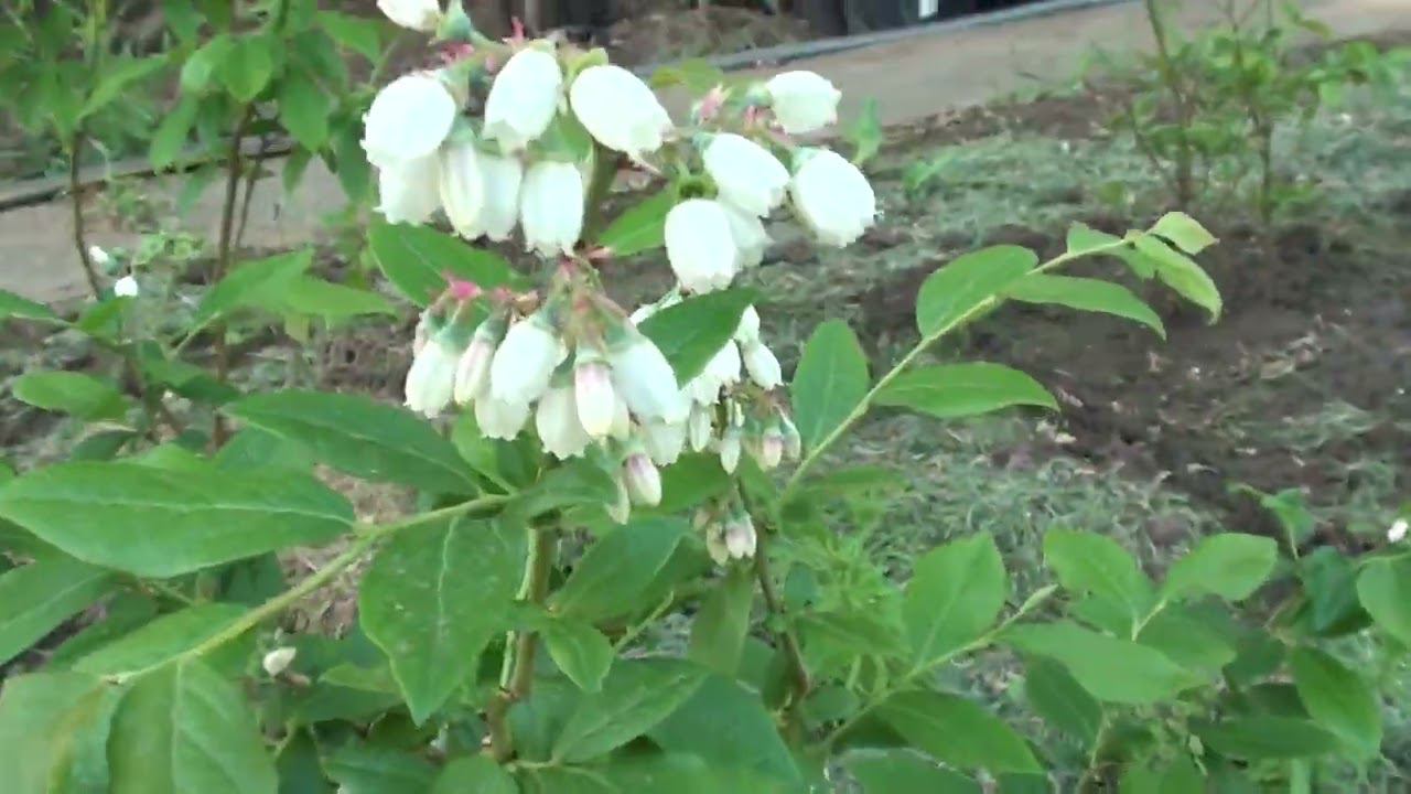 Утренний обход дачи после ночных заморозков 10 мая 2024 г. смотреть онлайн