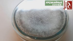 Плесневеют овощи и фрукты? Болеют цветы? Решение очень простое.