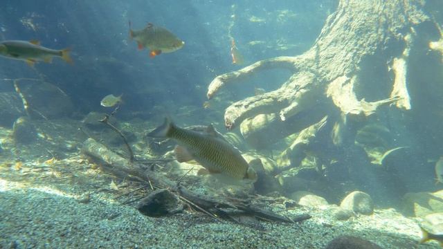 Рабочая прикормка на плотву. Ловля плотвы на фидер в марте смотреть онлайн