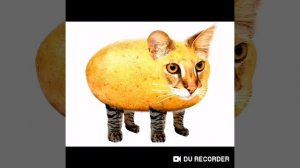 _Мышка сосиска собачка жвачка кошка картошка Ку-ку я немношка(720P_HD).mp4