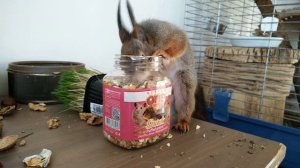 Как и чем кормить белку. /How and what to feed the squirrel.
