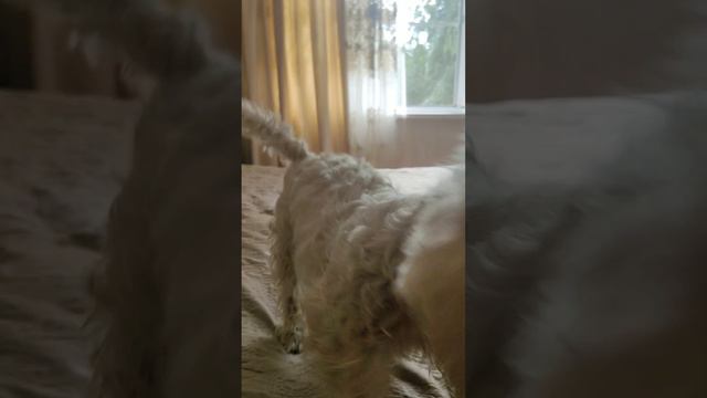 Новая игрушка