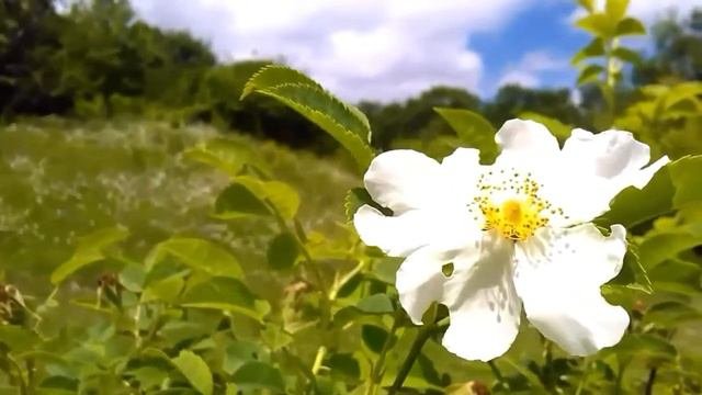 Вселенная. Микрокосмос