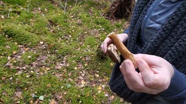 Подберёзовик обыкновенный (Leccinum scabrum). Как выглядит гриб на месте произрастания.
