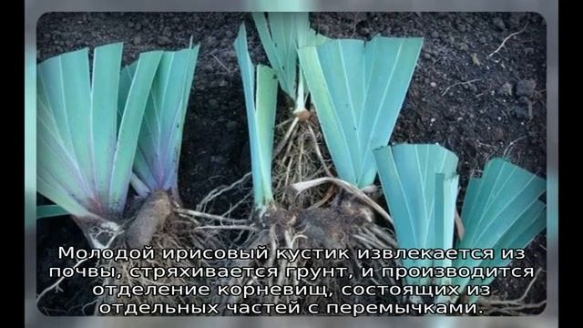 Ирисы отцвели: что дальше с ними делать