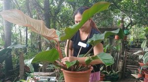 How to Propagate Philodendron Prince Albert | Philodendron Prince Albert Propagation