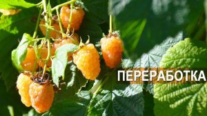 Переработка ягод. Владимир Седов и Милена Губенко. Тульская ягодная компания