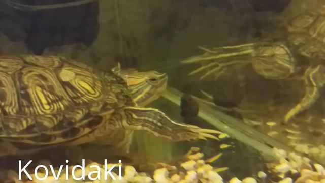 Водяная черепаха играет с камушком