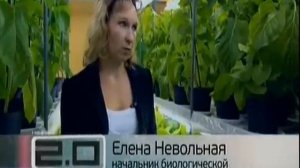 Выращивание овощей в современных теплицах