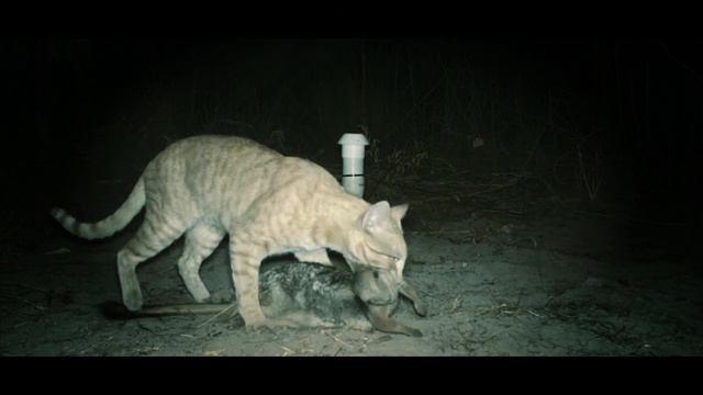 If the cats are not kept carefully, a fine of up to Rs 23,000 will be imposed... смотреть онлайн