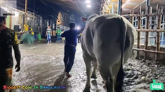 Italian Chianina Bull Unloading Sadeeq Agro 2021 Bangladesh | Worlds Largest & Tallest Breed Qurban