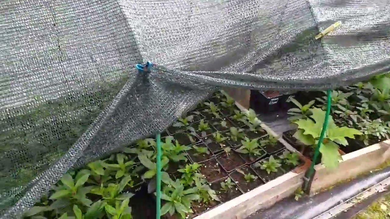 Уход за черенками гортензий в жару 30+! Калужская область смотреть онлайн