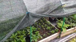 Уход за черенками гортензий в жару 30+! Калужская область