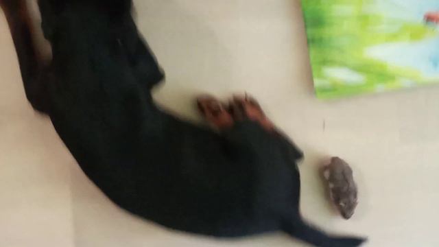 Ягдтерьер jagdterrier немецкий охотничий терьер Рубик 4,5 месяца и джунгарик