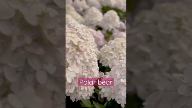 #polarbear #hydrangea #гортензия #садгортензий #hortensia #hydrangeas #метельчатаягортензия #сад