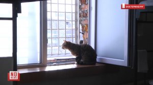 Пожизненный срок для котиков. Подробности из колонии строгого режима