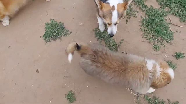 Детки литера А. Растут и хорошеют!😊 смотреть онлайн