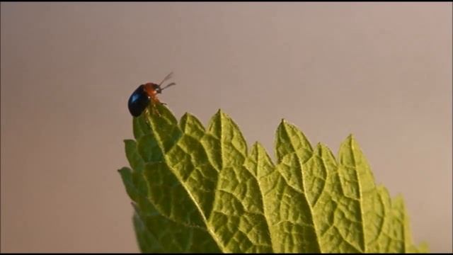 Листоед гречишный и интересные факты о нем смотреть онлайн