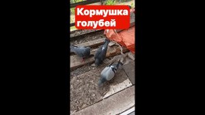 Кормушка голубей