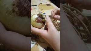 Подготовка луковиц гиппеаструма к посадке