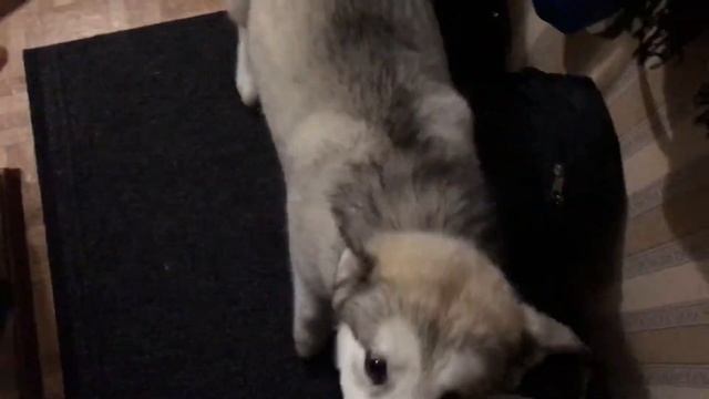 Аляскинский маламут встречает хозяина смотреть онлайн