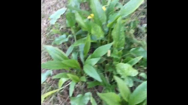 Калла клубневая . Выращивание. Осенняя выкопка луковиц!