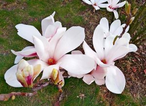 Чудесная магнолия и музыка-релакс...