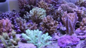 Акропоры Монтипоры SPS Кораллы