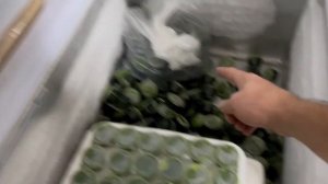 Как усовершенствовать морозильник и Чем заморозить Сок Витграсс? | Народные Семена