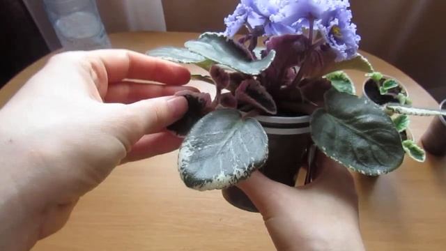 Фиалки Укореняшки/ Быстрый Метод Размножить Фиалку!! смотреть онлайн