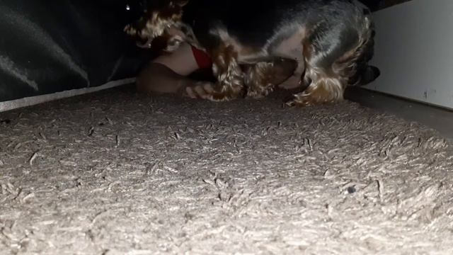 Самое первое видео в 2021 смотреть онлайн