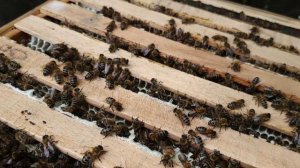 Украинская степная пчела. Вариец.Часть 1.Steppe. Bozkır #мед #honey #bal #украинскаястепная #степов