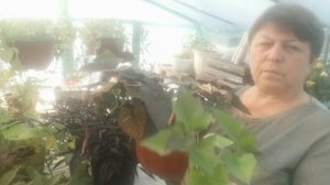 Занимаюсь ипомеей?мои пока 12 сортов ?