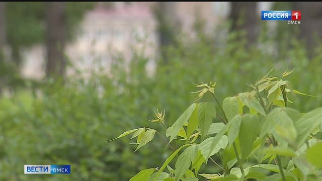 В Омской области ночью похолодает до плюс шести градусов смотреть онлайн