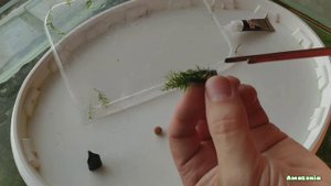 Как посадить мох Феникс