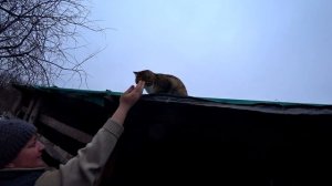 Сдали свиноматку. Рыжая опоросилась. Перегоняем вьетнамцев. Омск Москаленки жизнь в деревне.