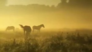 МУЗЫКА ДЛЯ ДУШИ. ЭННИО МАРИКОНЕ. ОДИНОКИЙ ПАСТУХ.