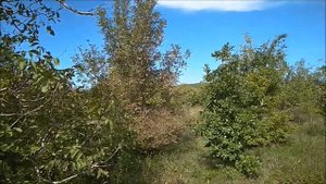 Заброшенный сад рядом с Анапой