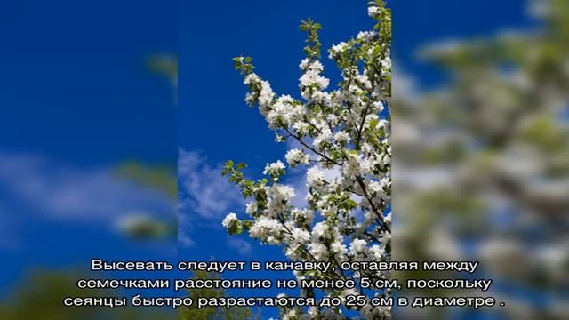 Иберис зонтичный: два способа выращивания из семян