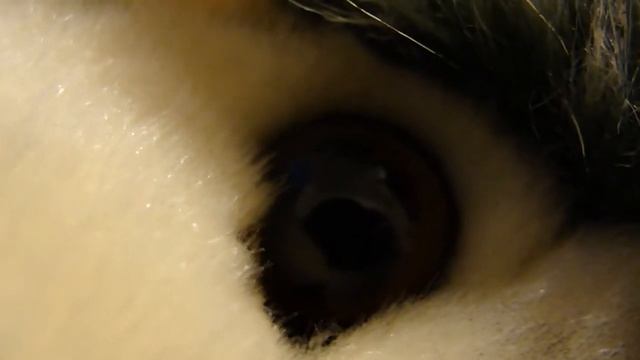 Sony DSC-H20 Macro test смотреть онлайн