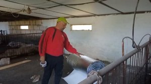 Утепляем САРАЙ (свинарник). Пенопласт + фольгоизол. Проблемы с которыми столкнулись. Свиноводство.