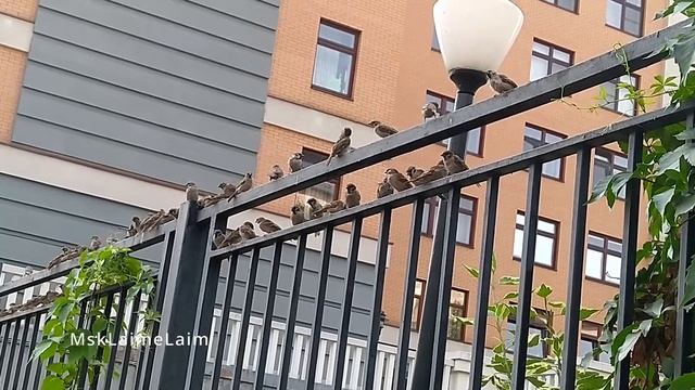 Предпоследний жаркий день в Москве